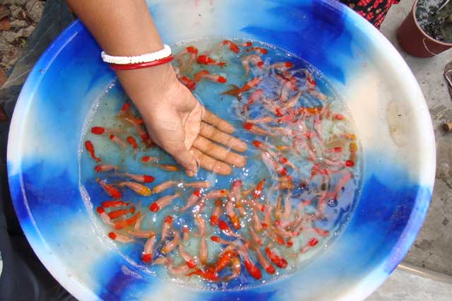 West Bengal Fishermen Cooperative Federation Ltd - BENFISH